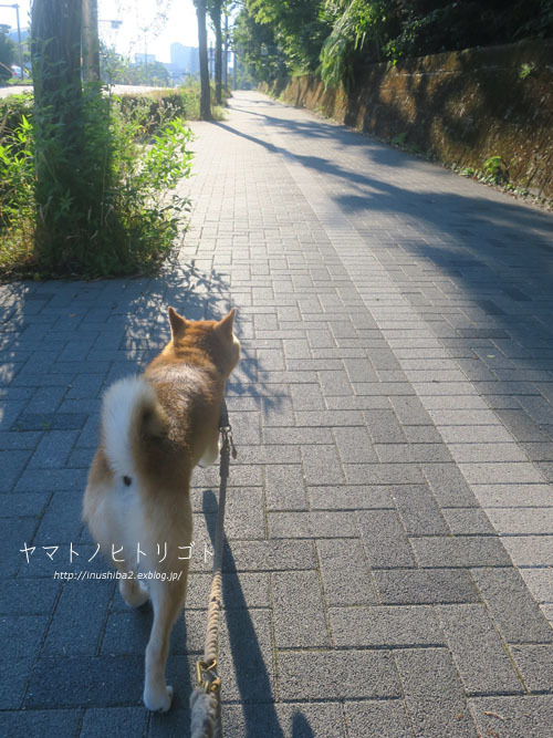 最近食べたもの【夏至】③_e0394031_10160332.jpg