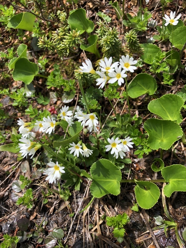 ニッコウキスゲ群生　西吾妻山　日本百名山_a0129492_21463525.jpeg