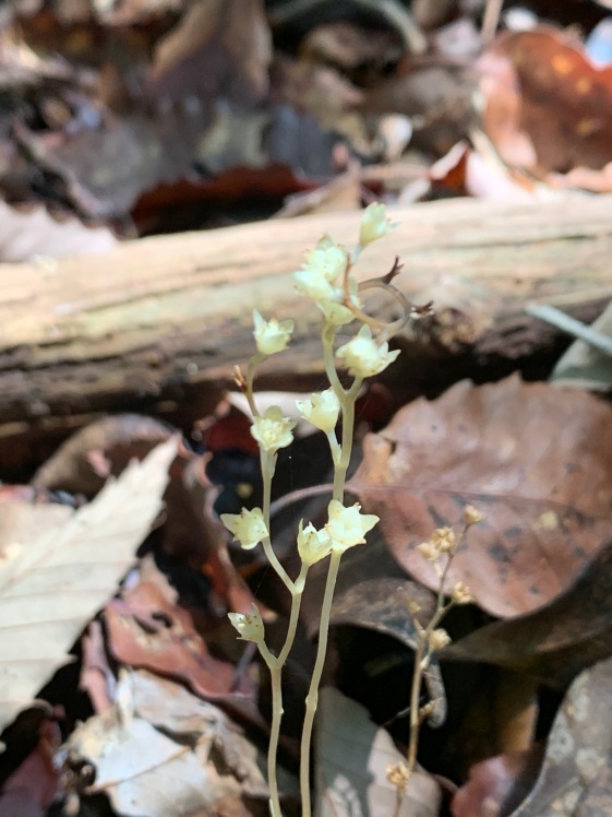 3年越しで見たサクライソウは浅間山で 20220718 まったり山歩き