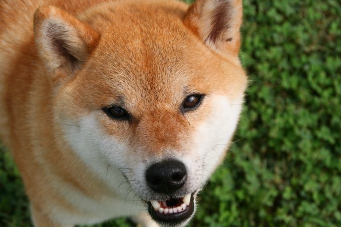 ワンコホテル『ぐうすけ君、ワトソン君』_e0364854_13311585.jpg