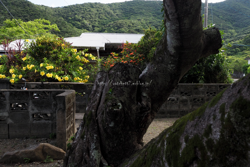 南の島のスーパームーン‥_e0136764_10391109.jpg