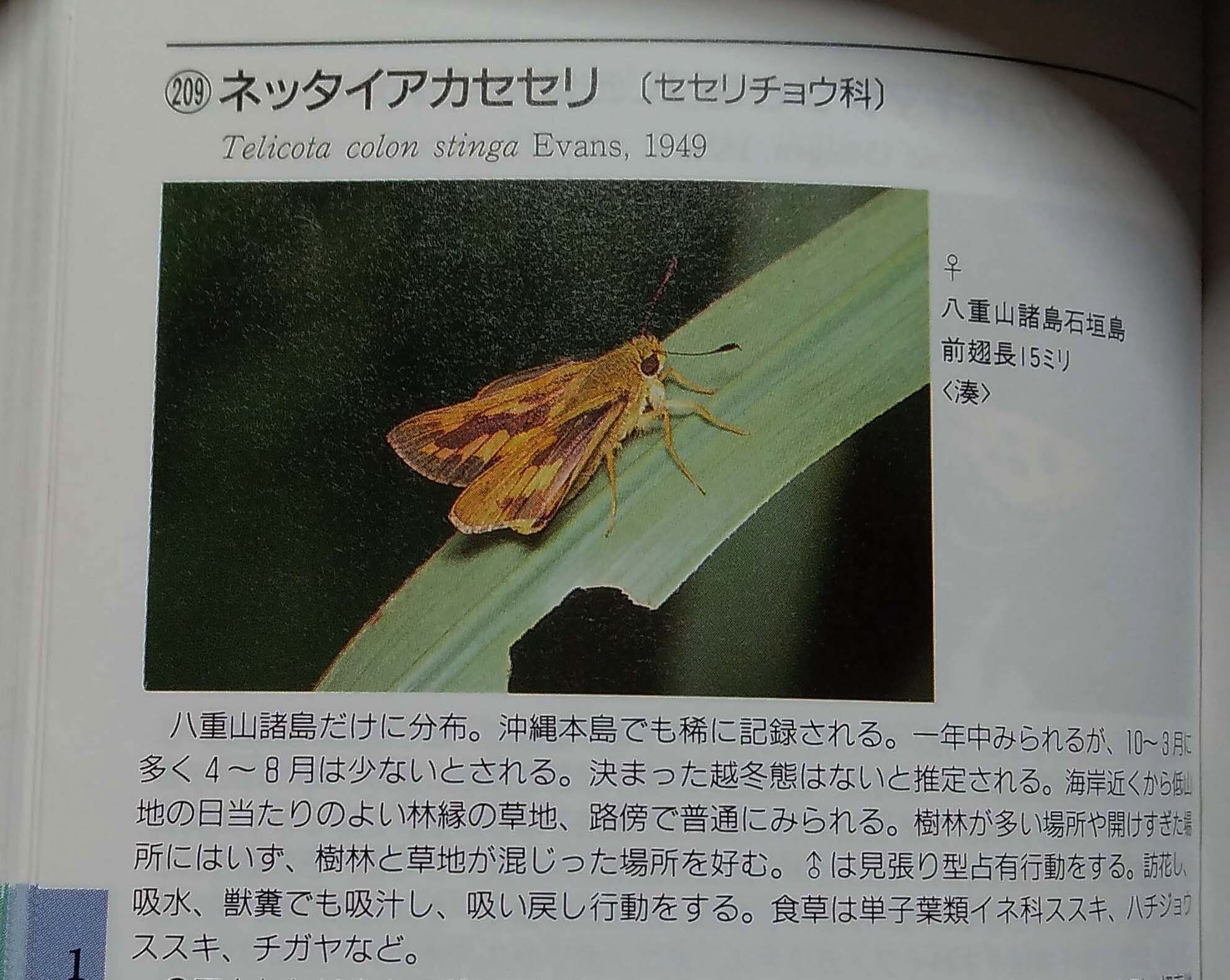 書物の生態写真 ネッタイアカセセリ 蝶 チョウ ゆっくり歩き 千蟲譜物語