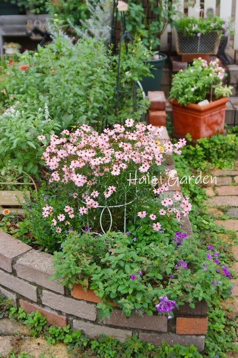 可愛かったジニアも負けた・・・ : balcony＊xingxing＊