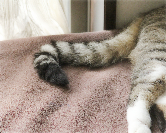 なーんでもない、しあわせ_a0389088_10135554.jpg