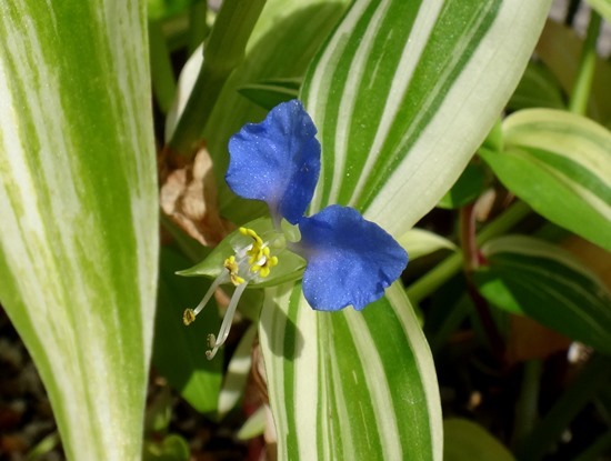 斑入り葉ツユクサ、フロックス、ヤブカンゾウ、ツルバキアなど夏の花が～♪_a0136293_15181239.jpg