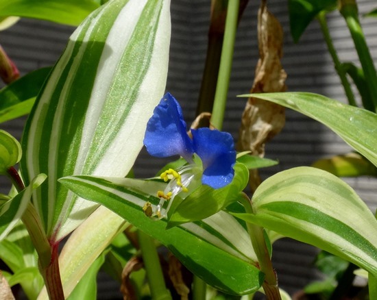 斑入り葉ツユクサ、フロックス、ヤブカンゾウ、ツルバキアなど夏の花が～♪_a0136293_15182769.jpg