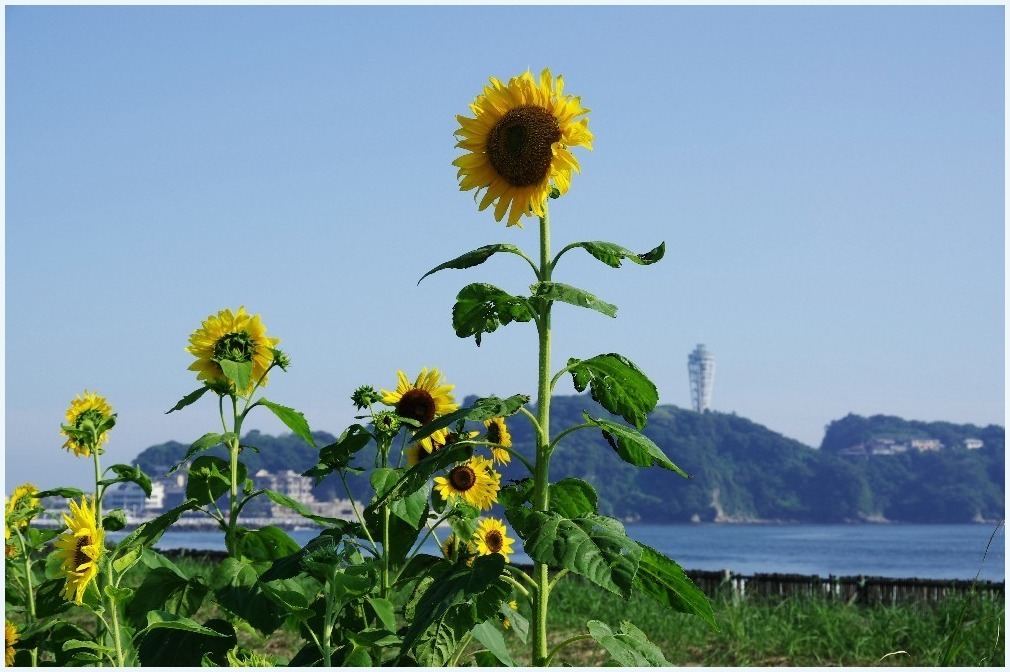 いつかの向日葵_c0352813_17222018.jpg