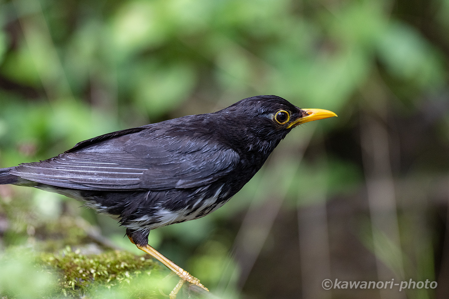 黒鶫【クロツグミ】2022 #2 : kawanori-photo