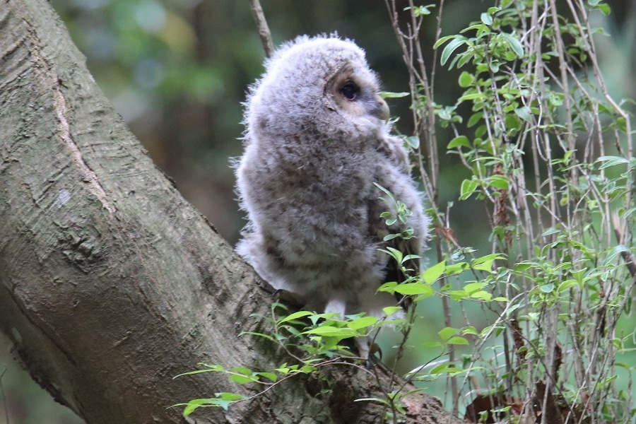 垂直の木の幹を登るフクロウ巣立ち雛 : 四十雀の欣幸 ~野鳥写真 垂直の木の幹を登るフクロウ巣立ち雛 : 四十雀の欣幸 ~野鳥写真