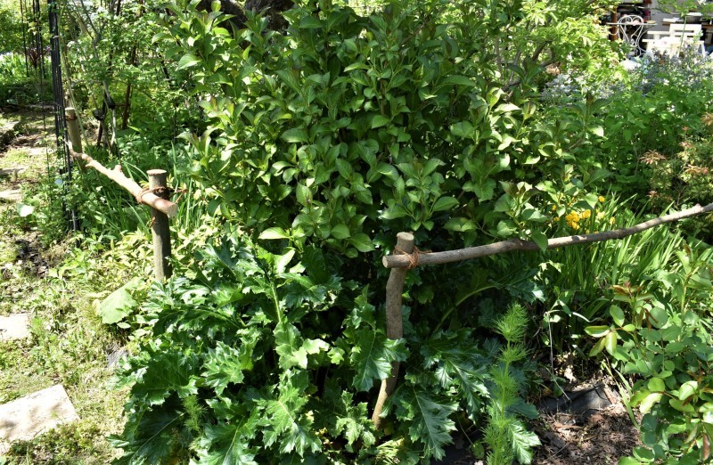 庭にメリハリ　‼～柵を作る～_b0280025_16442273.jpg