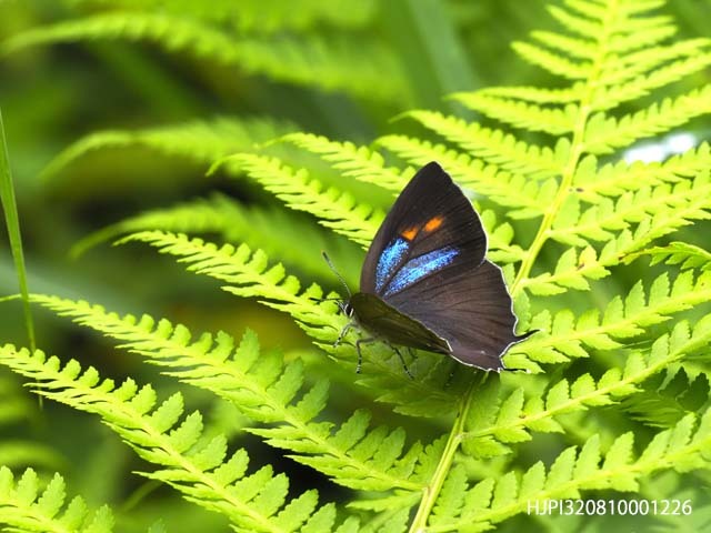 アイノミドリシジミ雌 : 蝶の玉手箱