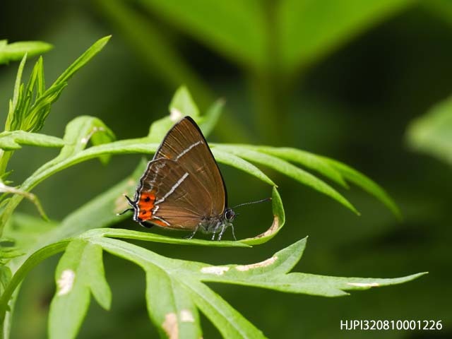 アイノミドリシジミ雌 : 蝶の玉手箱