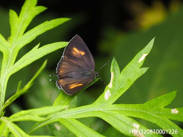 マルスモルト ル・パピヨン アイノミドリシジミ 九州ゼフの真髄② アイノミドリシジミ♀ O型・A型・B型・AB型