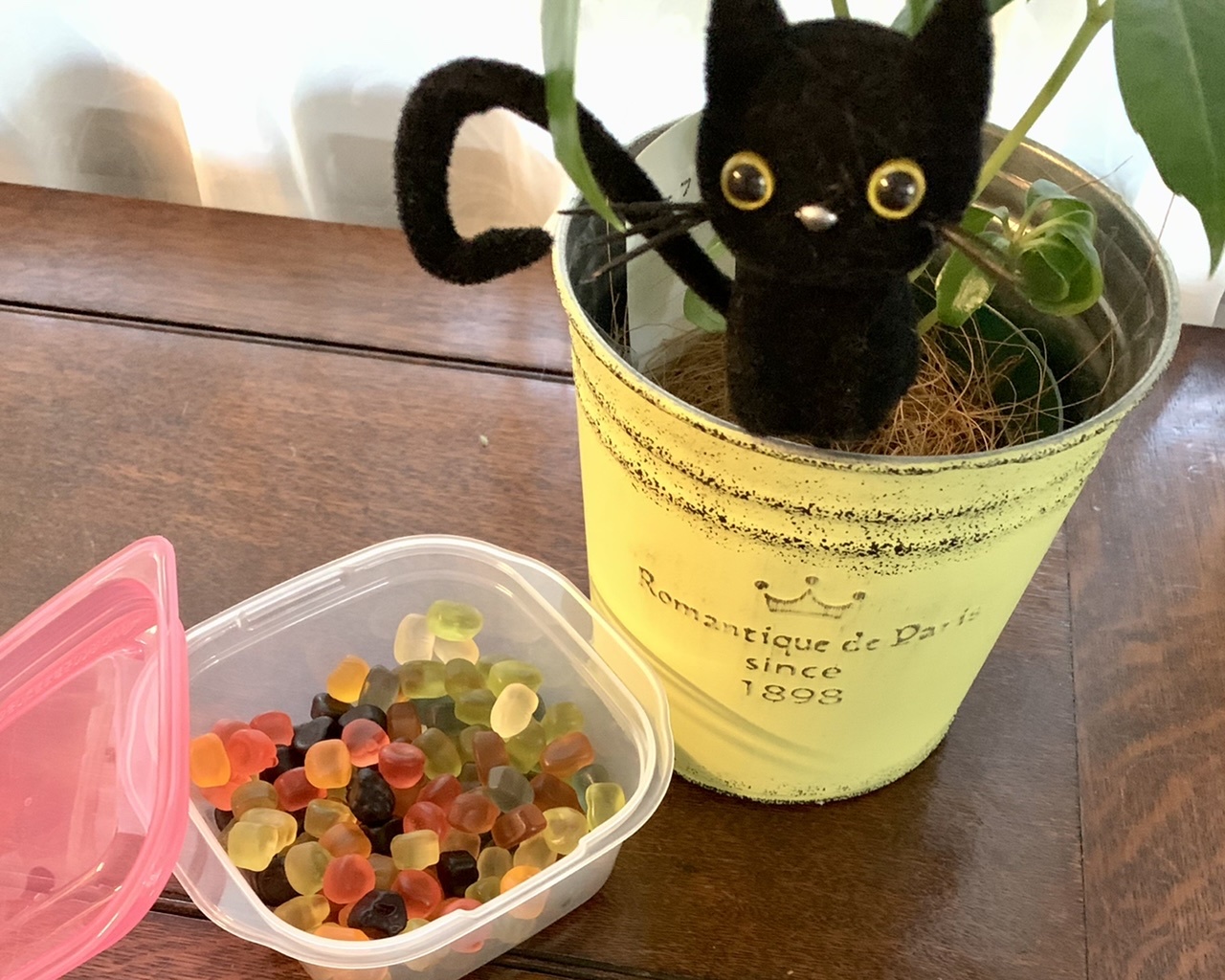 今日のクロん_e0358096_20213858.jpeg