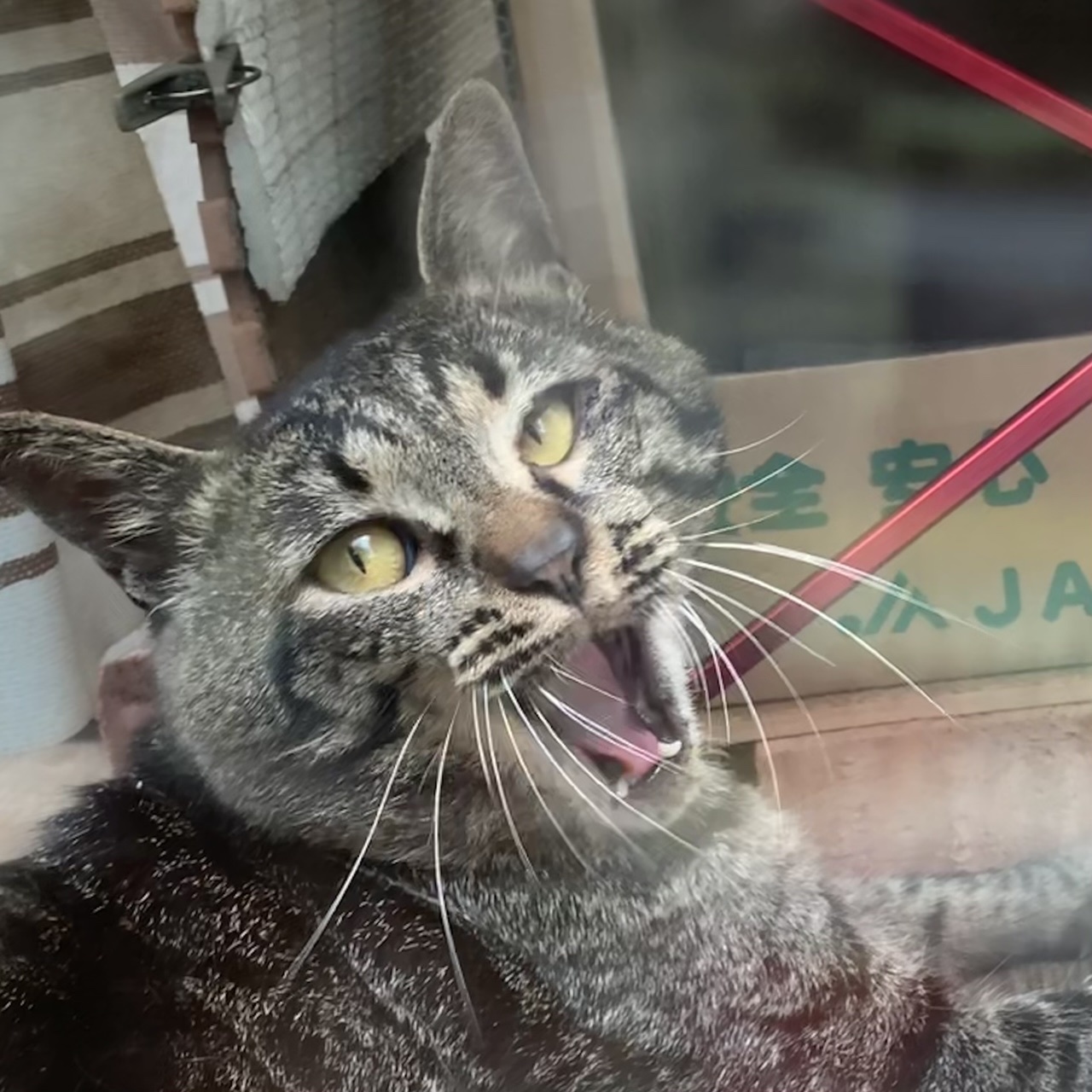 今日のクロん_e0358096_20222285.jpeg