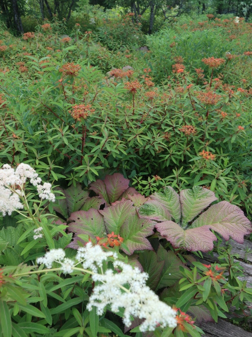 北海道の取材ついでにプライベートも楽しんじゃいました！！･････その４_b0331802_23483426.jpg