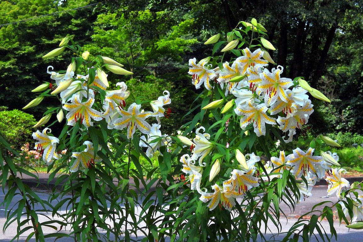 ヤマユリ豪華絢爛・・・７月２１日赤城自然園_a0031821_21014659.jpg