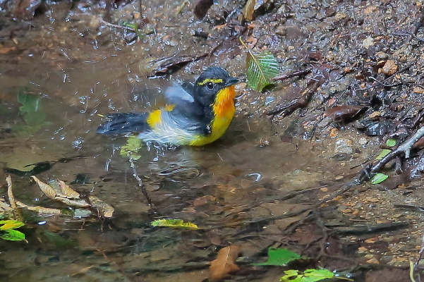 久しぶり、お山の水場…キビタキ_e0413627_17145905.jpg