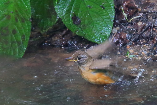 久しぶり、お山の水場…一瞬マミチャジナイと錯覚したアカハラ_e0413627_17305817.jpg