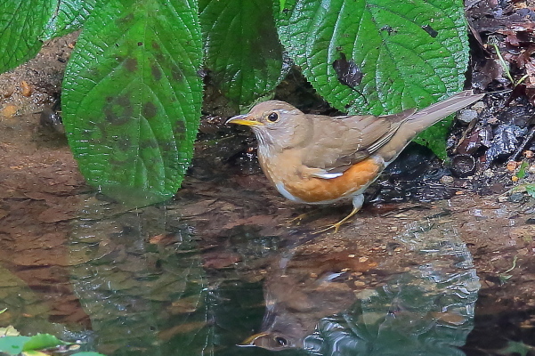 久しぶり、お山の水場…一瞬マミチャジナイと錯覚したアカハラ_e0413627_17311398.jpg