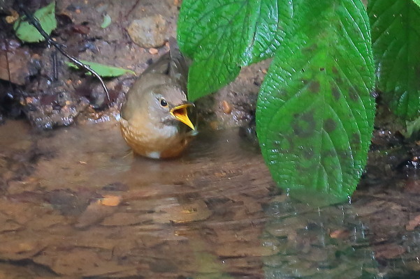 久しぶり、お山の水場…一瞬マミチャジナイと錯覚したアカハラ_e0413627_17312723.jpg