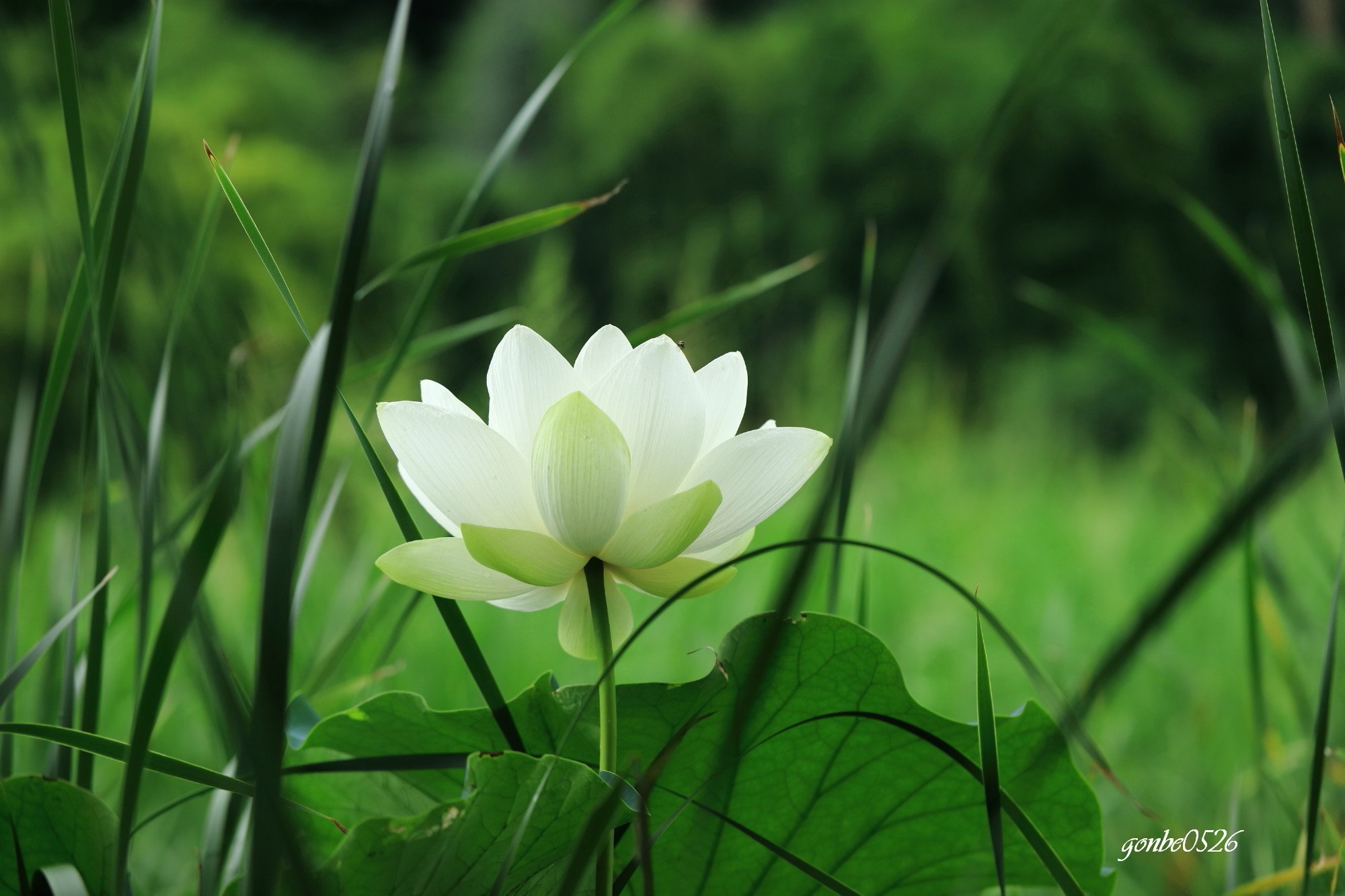 公園の白い蓮とハグロトンボ 気ままな写真帖