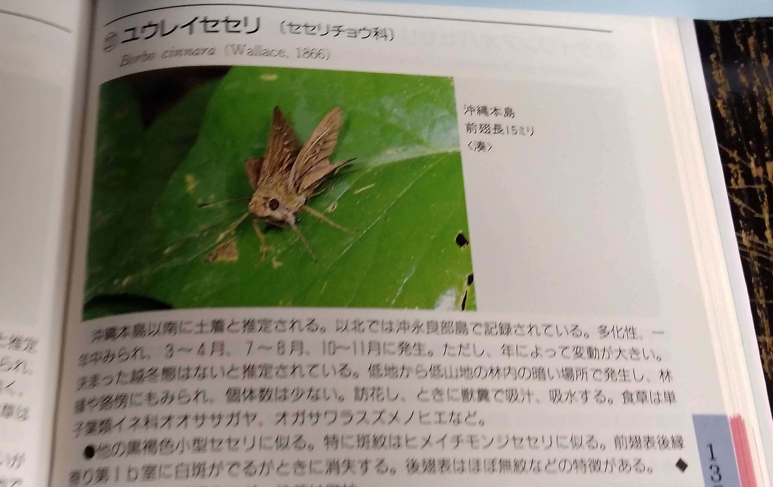 蝶 チョウ ゆっくり歩き 千蟲譜物語