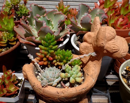 この頃の多肉植物たち、高砂の翁の蕾らしきものなど♪_a0136293_16040287.jpg