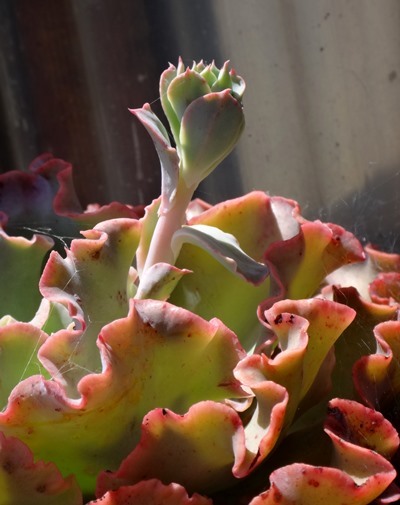 この頃の多肉植物たち、高砂の翁の蕾らしきものなど♪_a0136293_16095355.jpg