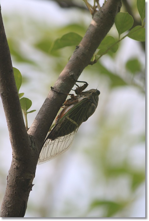 セミ初鳴き　＆　夏バラ_c0325701_22301650.jpg