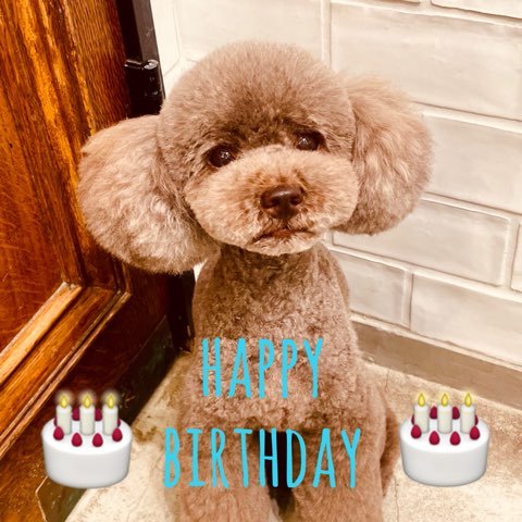 ☆ Happy Birthday ・ コロくん ☆_d0060413_17451658.jpg