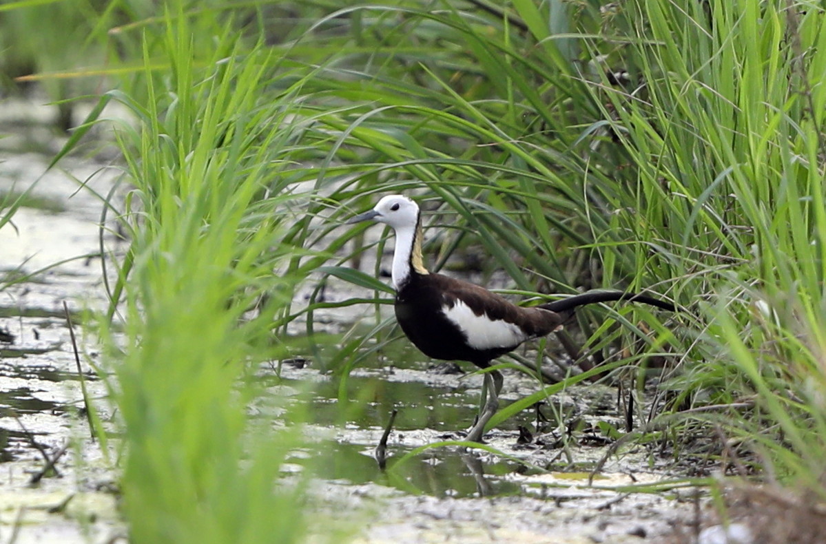 レンカクに逢う 田園地帯で 私の鳥撮り散歩