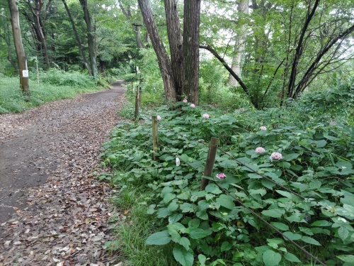 蘇った紫陽花を観ながらワクチン4回目に_b0255217_14173842.jpg