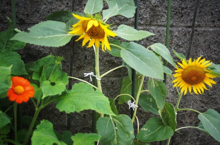 ■寿司【昼は簡単5分!手巻き寿司を作りました。】他プランター栽培の花_b0033423_23403448.jpg
