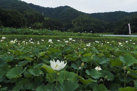 琵琶湖に咲く蓮 : 峰さんの山あるき