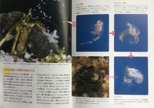 ヤドカリとイソギンチャク 575筆まか勢 ヤドカリとイソギンチャク 575筆まか勢