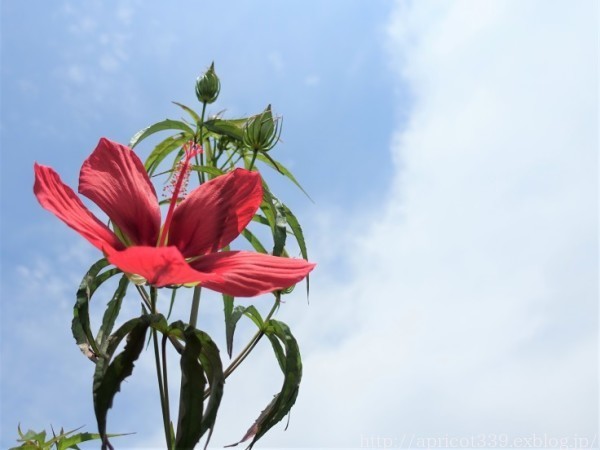 夏休みのスタート!ますはじめにやったこと_c0293787_10134680.jpg