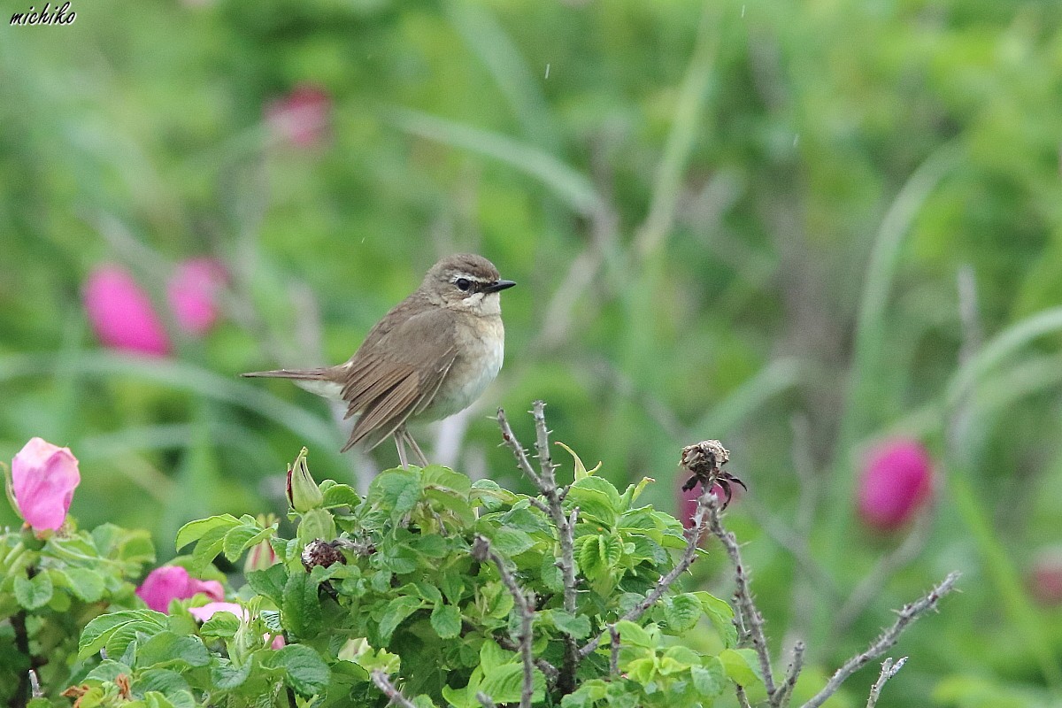 小雨の中にたたずむノゴマのお母さん_d0352095_17022316.jpg