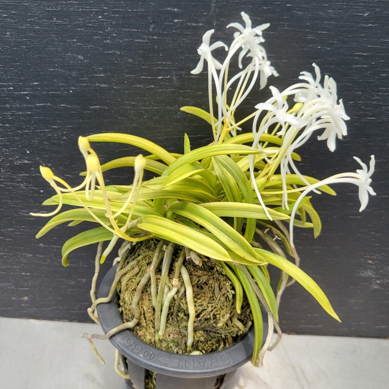 富貴蘭 青軸富嶽・株立 : 富貴蘭チャンネル