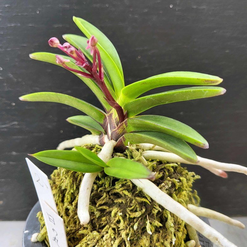 天紅梅豆葉（日の丸） 【公式通販】