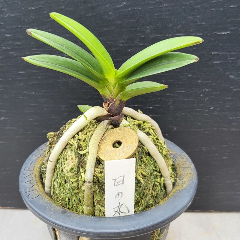 天紅梅豆葉（日の丸） 天紅梅豆葉（日の丸）