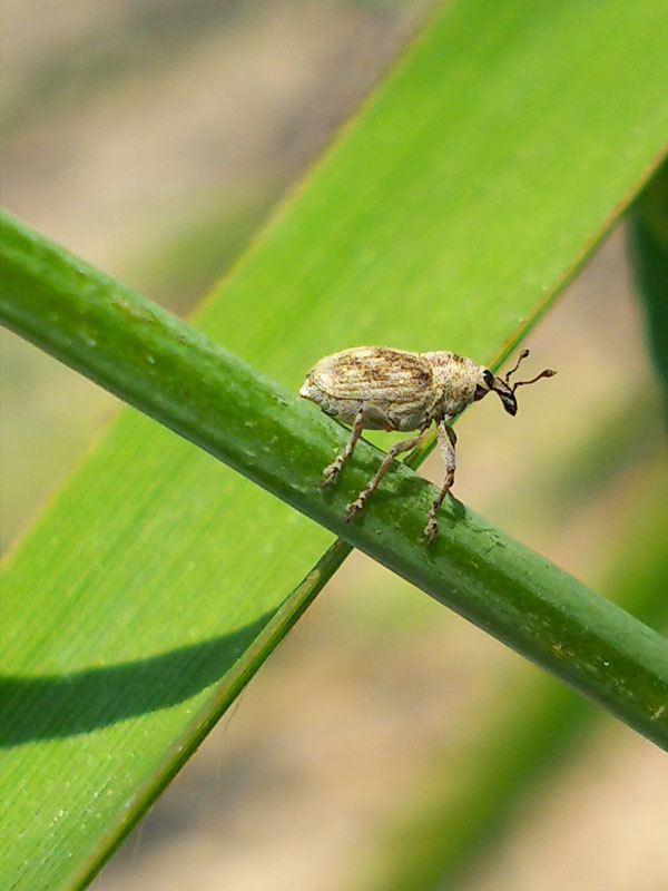 昆虫ブログ むし探検広場