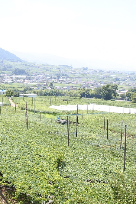 ぶどう畑の景色 土屋ぶどう園 ぶどう畑の景色 土屋ぶどう園