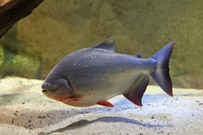 タイガーシャベルノーズキャット×セルフィンキャット｜魚類