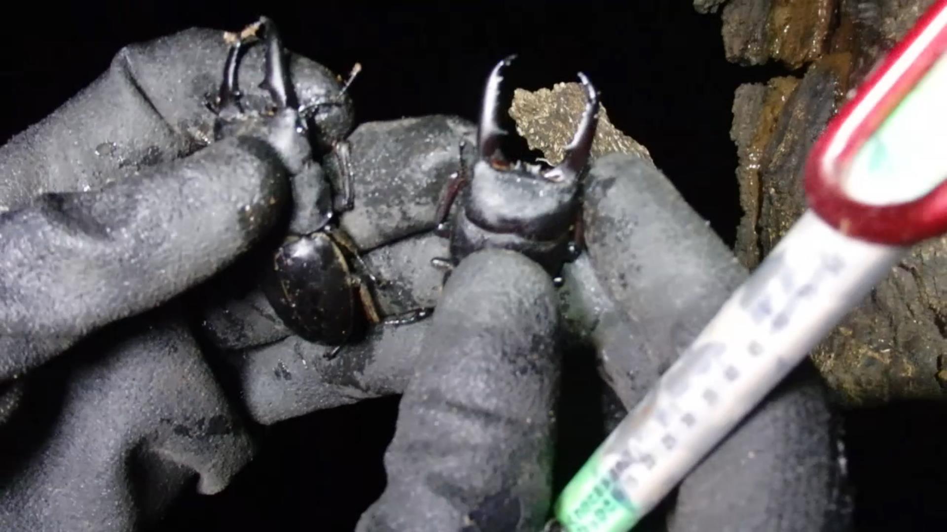 ライトトラップ クワガタ採取 ライト付き ３本セット