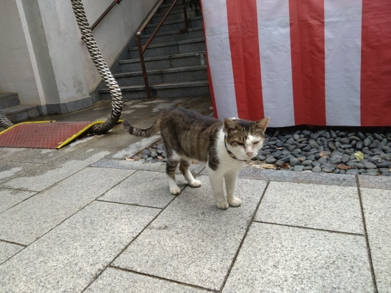 大きなガジュマルの木_c0009287_10391682.jpg