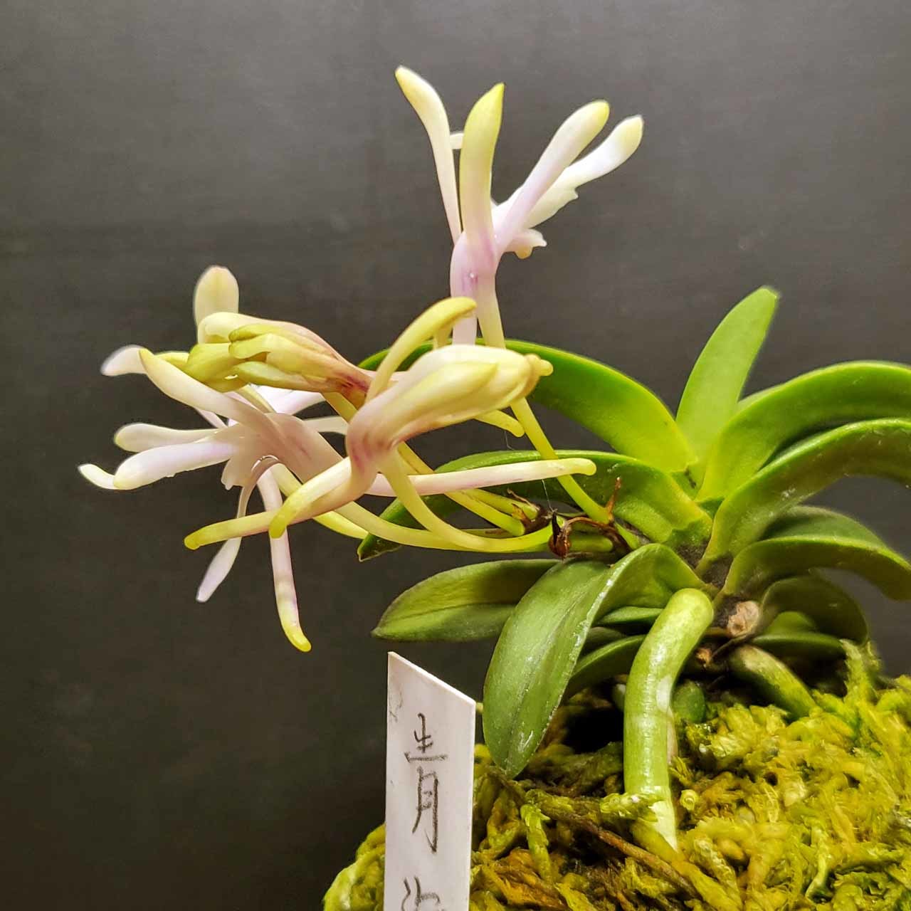 富貴蘭 青海型・花のいろいろ : 富貴蘭チャンネル 富貴蘭 青海型・花のいろいろ : 富貴蘭チャンネル