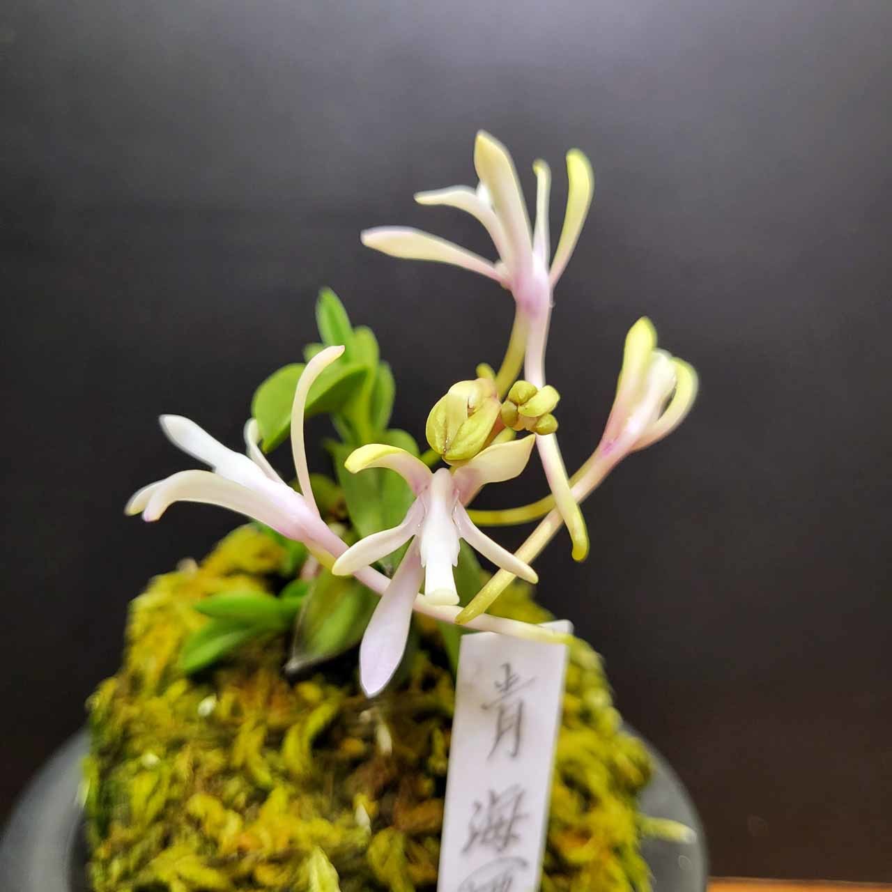 富貴蘭 青海型・花のいろいろ : 富貴蘭チャンネル