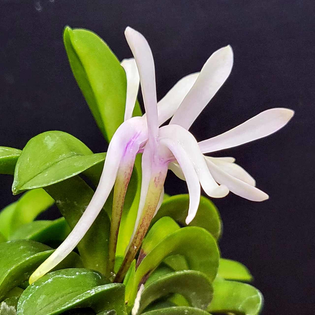 富貴蘭 青海型・花のいろいろ : 富貴蘭チャンネル