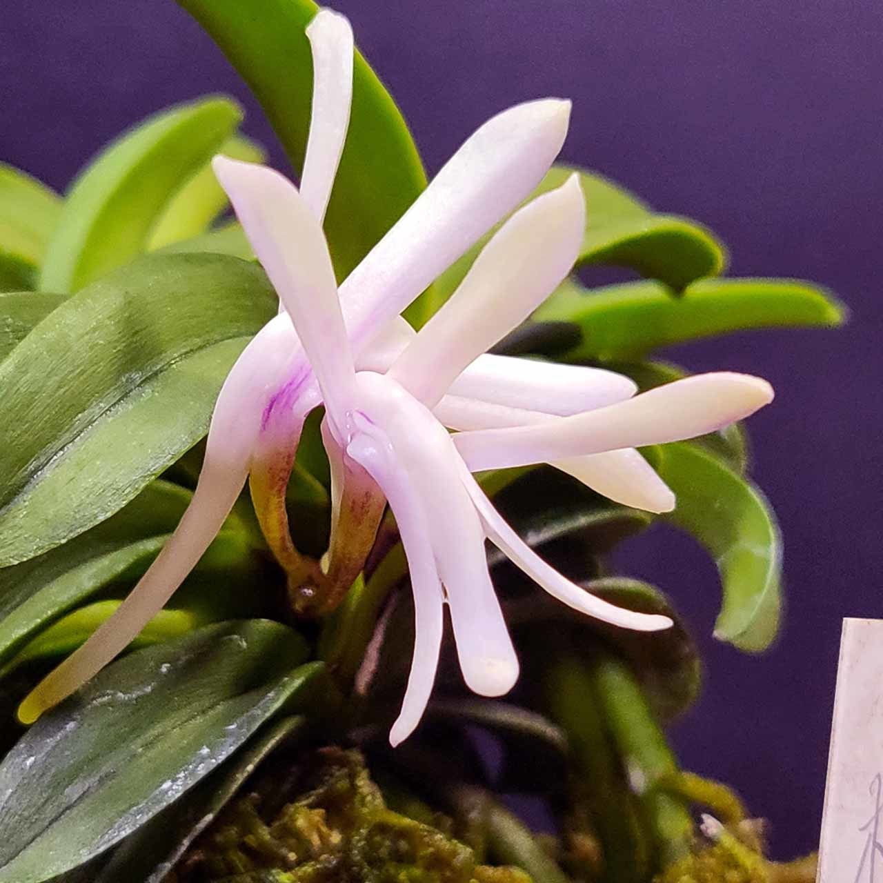 富貴蘭 青海型・花のいろいろ : 富貴蘭チャンネル 富貴蘭 青海型・花のいろいろ : 富貴蘭チャンネル